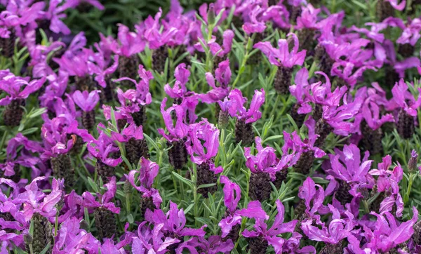 Wild Lavender Stecade Lavandula Stoechas Lavender Blossoms Aromatic Herb Fragrances — Stock Photo, Image