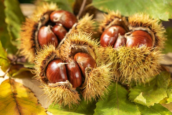 Rijp Kastanjes Dicht Zoete Eetbare Kastanjes Kastanjes Met Huid Voedselachtergrond — Stockfoto