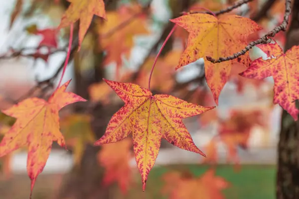 Jesienne Liście Gałęzi Drzewa Zbliżenie Czerwone Liście Bliska Jesienny Las — Zdjęcie stockowe