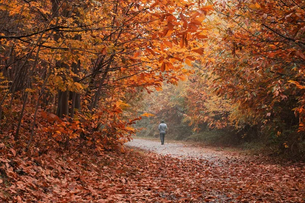 Autumn forest. Silhouette of a lonely man walking along the road in the forest. Gold autumn concept. High quality photo