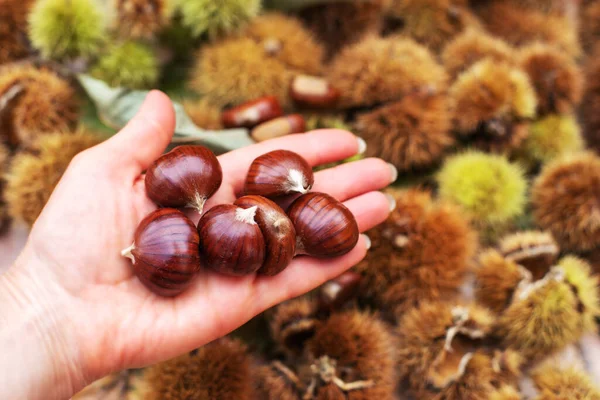 Rijp Kastanjes Hand Van Dichtbij Zoete Eetbare Kastanjes Gedopte Kastanjes — Stockfoto