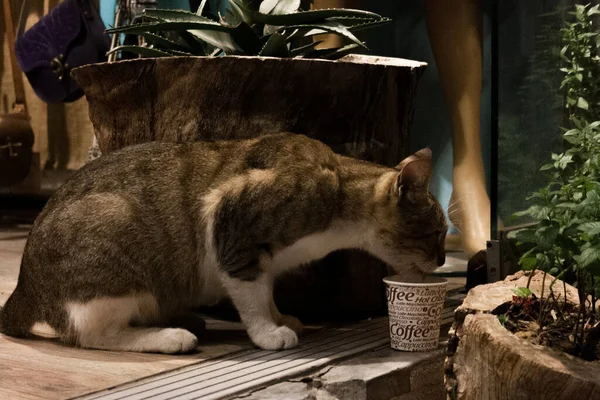 İstanbul, Türkiye; 24 Mayıs 2013: Kahve fincanı üzerinde içen kedi.