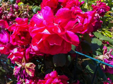 Renkli bir bahçe çiçeği.