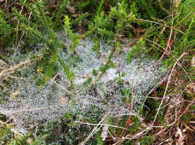 Çiy damlalarıyla dolu örümcek ağı.