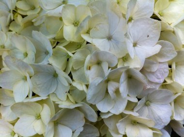 Renkli bir bahçe çiçeği.