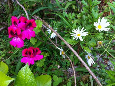 Renkli bir bahçe çiçeği.