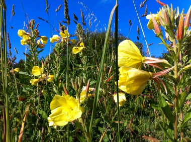 Renkli bir bahçe çiçeği.
