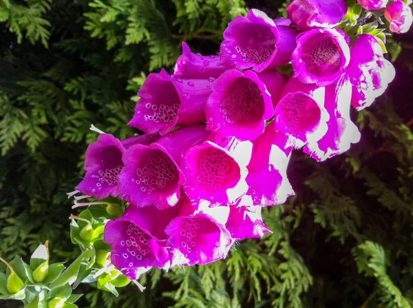 Kleurrijke Bloem Van Een Tuin Plant — Stockfoto