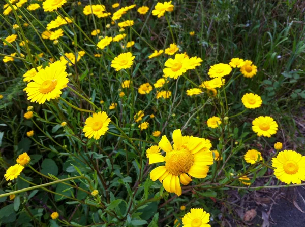 Bunte Blume Einer Gartenpflanze — Stockfoto