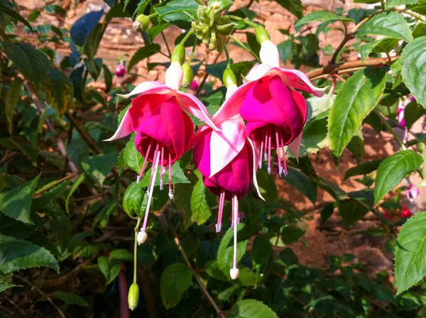 Kolorowy Kwiat Rośliny Ogrodowej — Zdjęcie stockowe