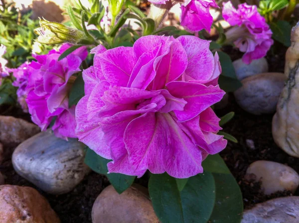 Kleurrijke Bloem Van Een Tuin Plant — Stockfoto