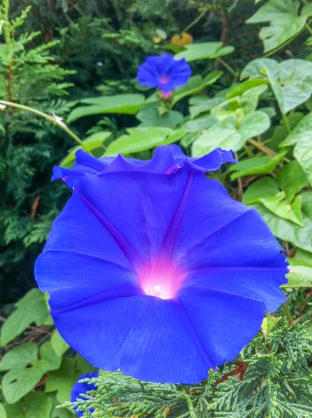 Красочный Цветок Садового Растения — стоковое фото