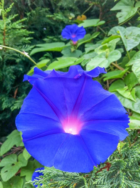 Fiore Colorato Impianto Giardino — Foto Stock