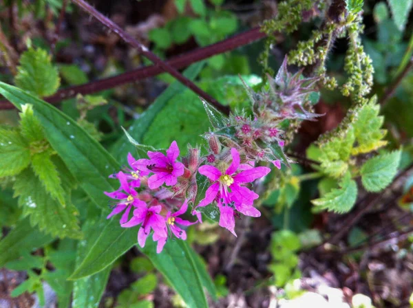 庭の植物のカラフルな花 — ストック写真