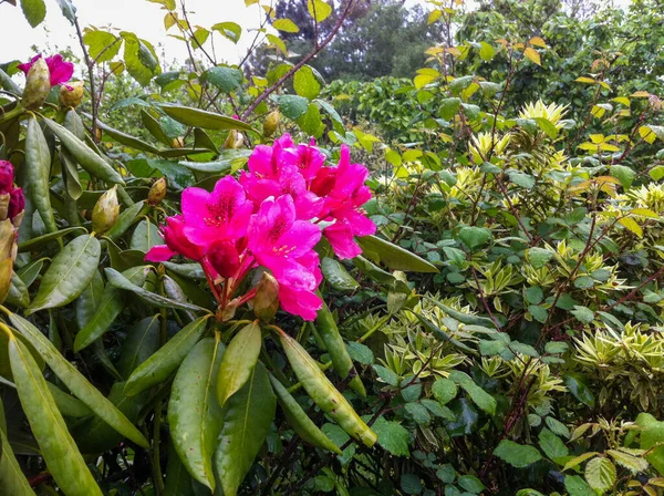 Flor Colorida Uma Fábrica Jardim — Fotografia de Stock