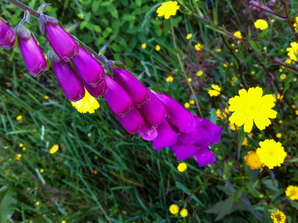 Fiore Colorato Impianto Giardino — Foto Stock
