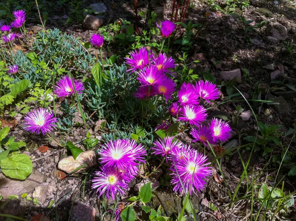 庭の植物のカラフルな花 — ストック写真