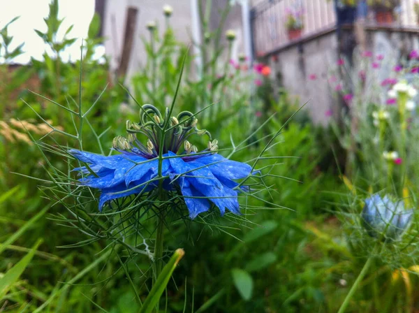 庭の植物のカラフルな花 — ストック写真