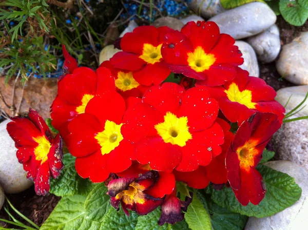 Kleurrijke Bloem Van Een Tuin Plant — Stockfoto