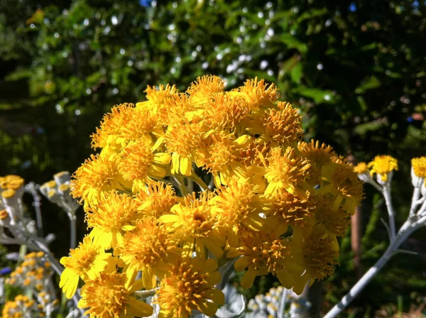 Färgglad Blomma Trädgårdsväxt — Stockfoto