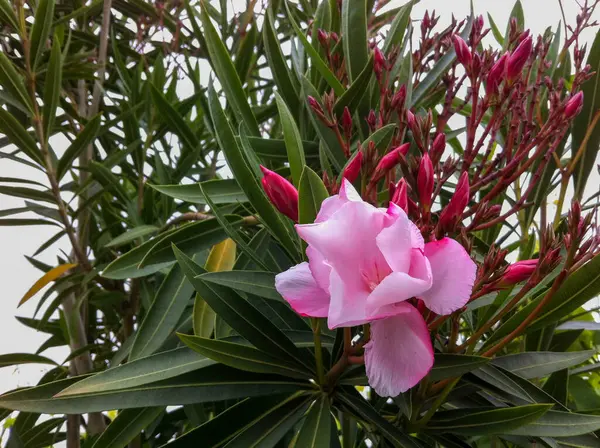 Kolorowy Kwiat Rośliny Ogrodowej — Zdjęcie stockowe