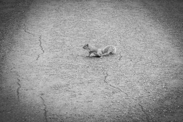 London United Kingdom March 15Th 2011 Squirrel One Paths Hyde — Stock Photo, Image