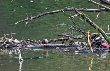 Nile geese in a polluted river