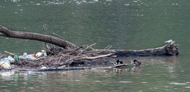 Nile geese in a polluted river