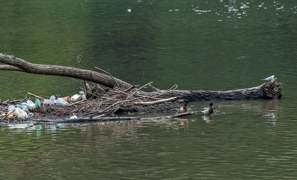 Nile geese in a polluted river