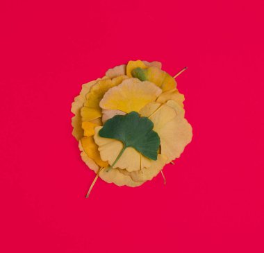 Gingko Biloba yaprakları kırmızı arka planda bir daire çizerler. Minimum düz kompozisyon, yaratıcı sonbahar konsepti