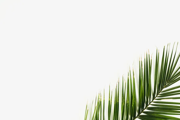 Palmenblätter Legen Sich Auf Einen Weißen Hintergrund Minimal Flache Liegekomposition — Stockfoto