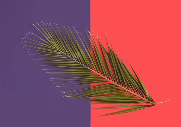 Palmblätter Legen Sich Auf Blauem Und Rotem Hintergrund Nieder Minimal — Stockfoto