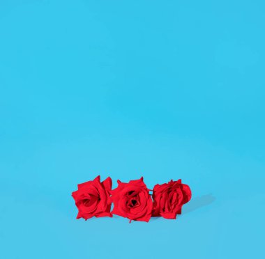 Pastel cyan arka planına karşı üç kırmızı gül. Kopya alanı ile kare kompozisyon, asgari sevgi ve bahar güzelliği kavramı