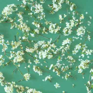 Pastel yeşil arka planda çiçek dalları var. Kare düz kompozisyon, dekoratif bahar neşesi konsepti