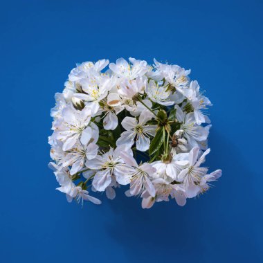 Mavi arka planda beyaz bir çiçek dalı. Minimum kare düz kompozisyon, bahar kutlaması konsepti