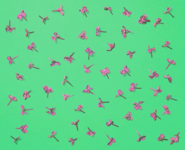 Mor renkli çiçek deseni. Pastel yeşil arkaplan, bahar dekoratif kavramı üzerine en düşük düz kare kompozisyon