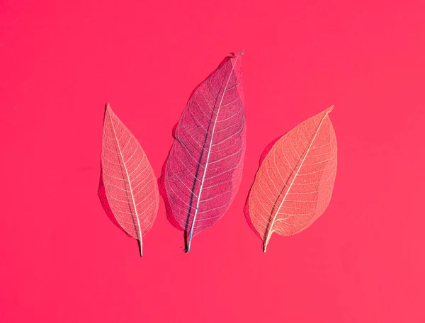 Magnolia skeleton leaves on pastel red background. Flat lay horzontal composition, minimal colorful natural texture concept