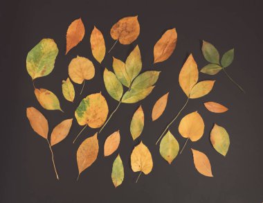 Sonbahar siyah arka planda izler bırakır. Minimum düzlük yatay kompozisyon, sonbahar güzellik konsepti