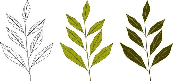 Ilustraciones Botánicas Vectoriales Conjunto Ramas Verdes Elementos Diseño Con Hierbas — Archivo Imágenes Vectoriales