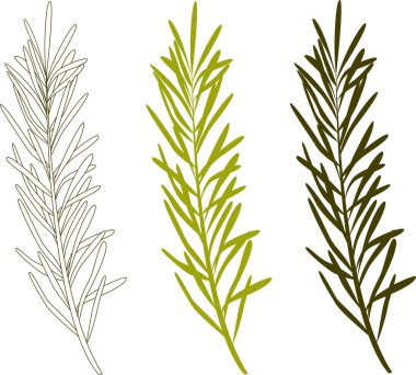 Bitki tasarımı. Yaprakların silueti güzel bitkiler, yapraklar. Beyaz arkaplanda vektör çizimi. Yaprak siluetleri.