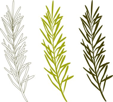 Bitki tasarımı. Yaprakların silueti güzel bitkiler, yapraklar.