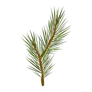 Çizilmiş çam dalı, kozalaklı bitki. Çam iğneleri çizilmiş. Noel ağacı dalı. Çizgi film düz vektör çizimi. Beyaz arkaplan üzerinde izole edilmiş.