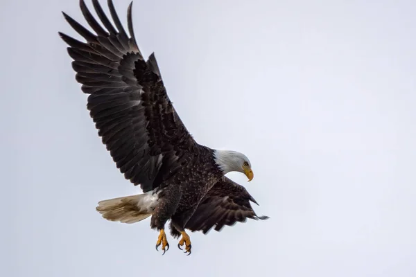 Superbe Posture Atterrissage Aigle Avec Fond Ciel Clair — Photo