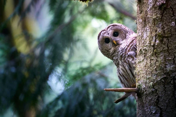 Eine Lustige Neugierige Eule Versteckt Sich Hinter Einem Baum Mit — Stockfoto