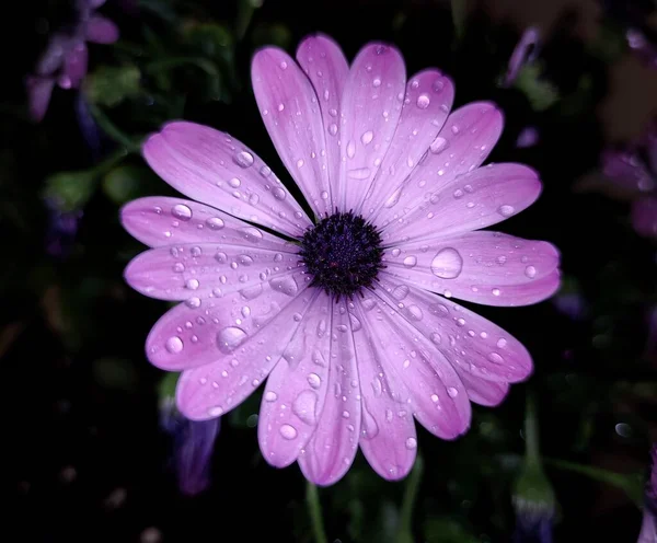 Closeup Purple Colored Wet Daisy Flower Dark Blurred Background — Stock Photo, Image