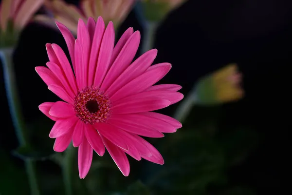 Closeup Uma Flor Rosa Margarida Com Fundo Escuro Desfocado — Fotografia de Stock