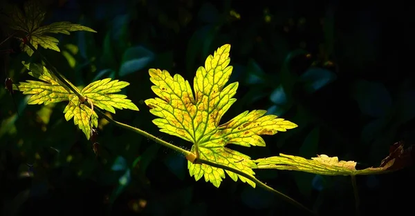 Extrema Aproximação Uma Folha Verde Brilhante Com Fundo Escuro Bokeh — Fotografia de Stock