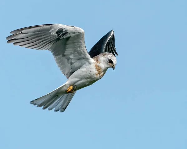 Vista Bonita Uma Águia Voando Com Fundo Céu Azul Limpo — Fotografia de Stock