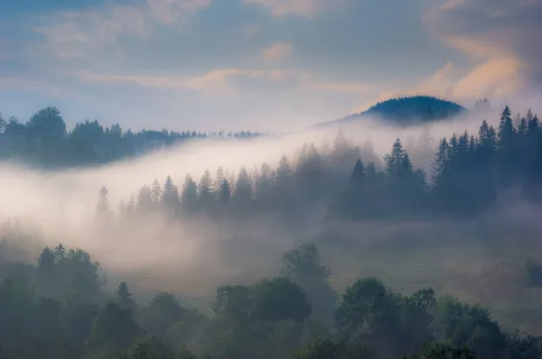 Erstaunliche Aussicht Auf Kiefernwald Und Landschaft Mit Dichtem Weißen Nebel — Stockfoto