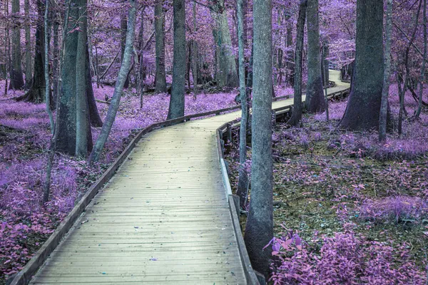 Alberi Parco Con Foglie Colore Viola — Foto Stock
